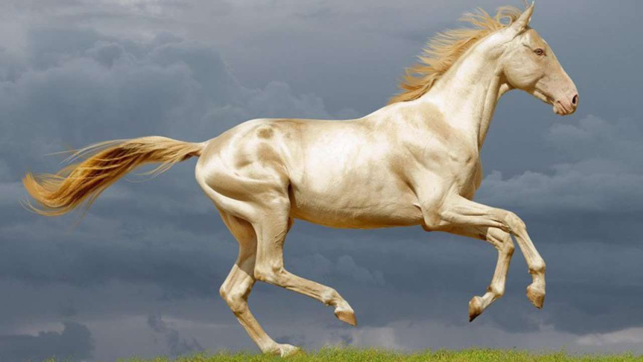 Akhal-Teke Horse