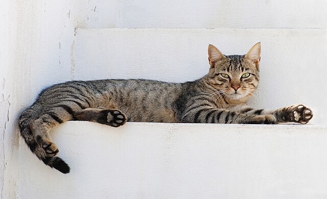 Why Do Cats Like High Places?