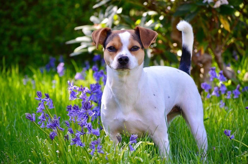 Danish-Swedish Farmdog