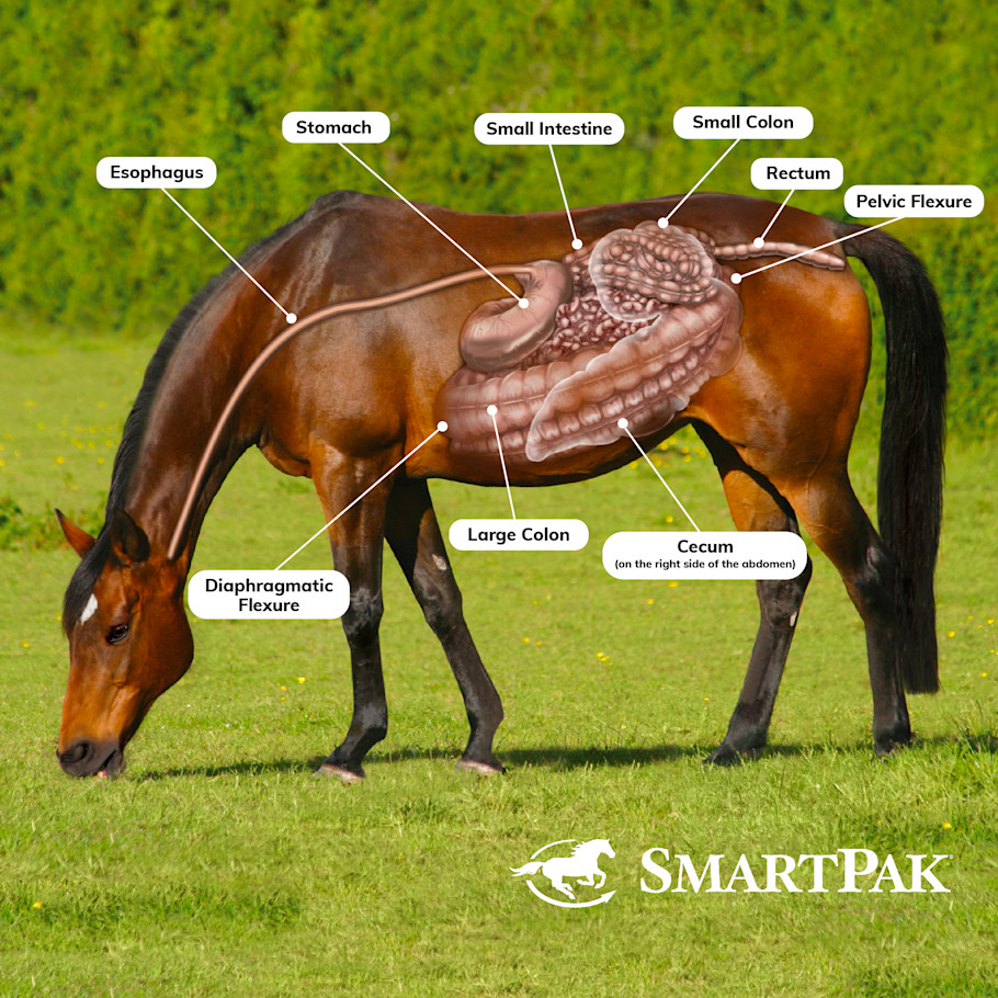 Understanding the Horse Digestive System