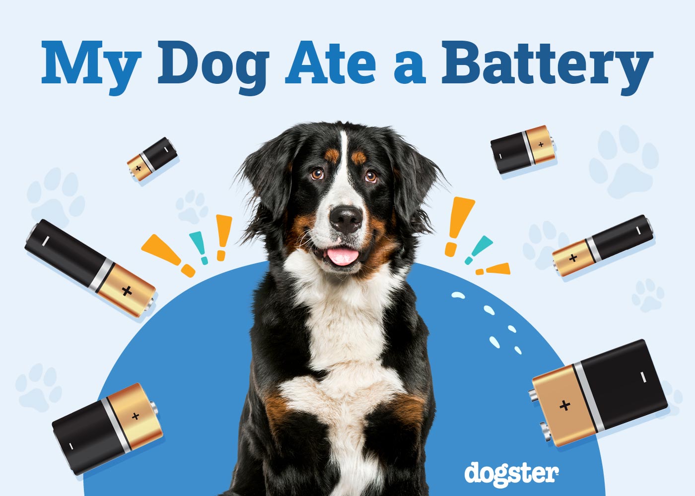 My Dog Ate A Battery. Now What?