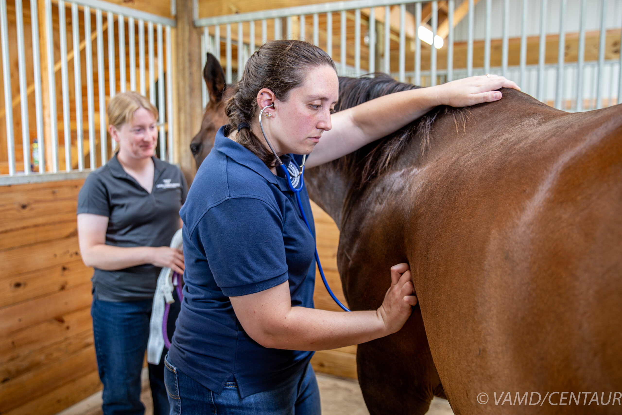 Lyme Disease in Horses