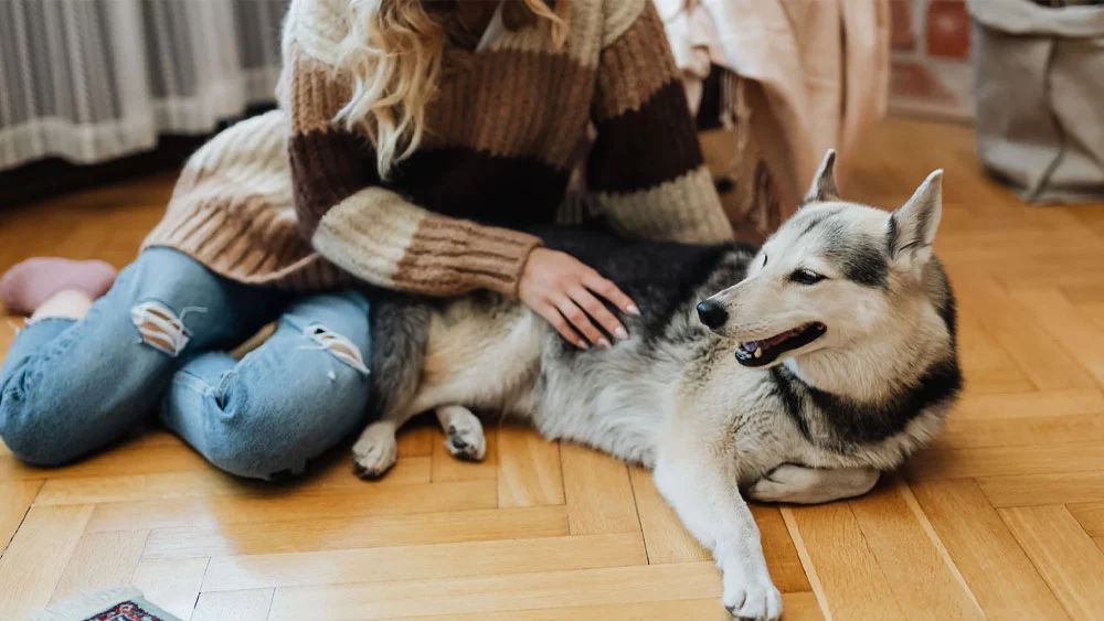 Dog Massage: Everything You Need to Know About Canine Massages