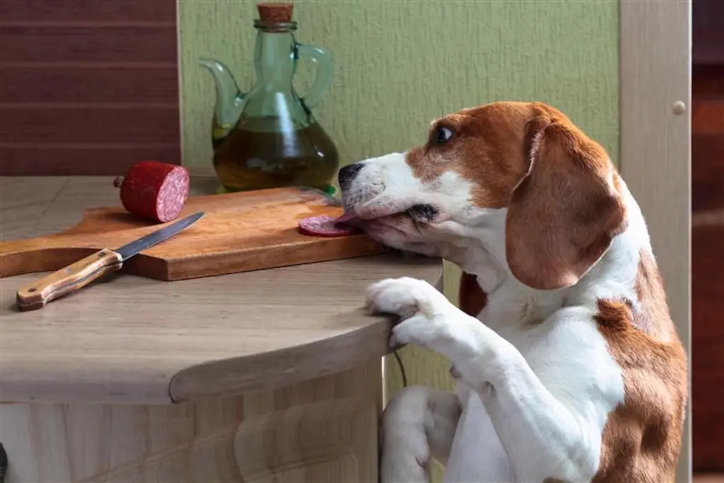 Should dogs eat pork? Here’s what you need to know