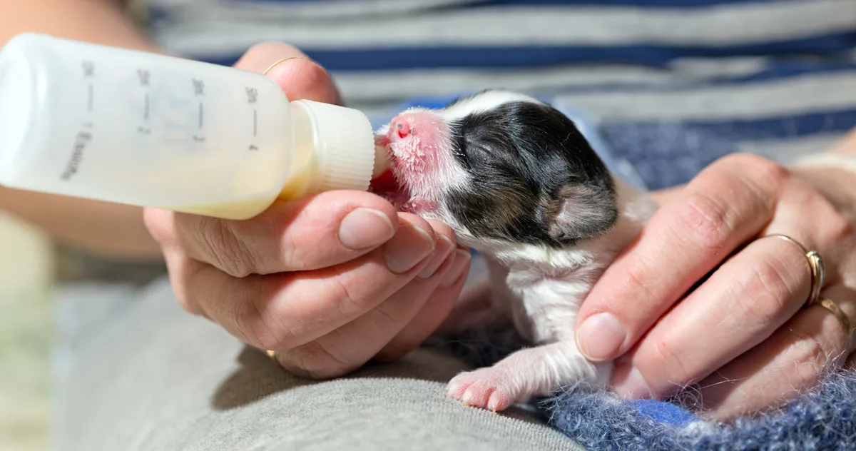 How much should newborn puppies eat? Follow this feeding guide