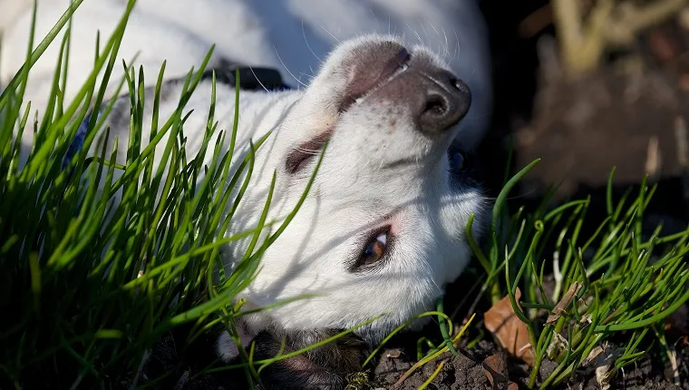 Can Dogs Eat Chives? What To Know About Chive Poisoning in Dogs