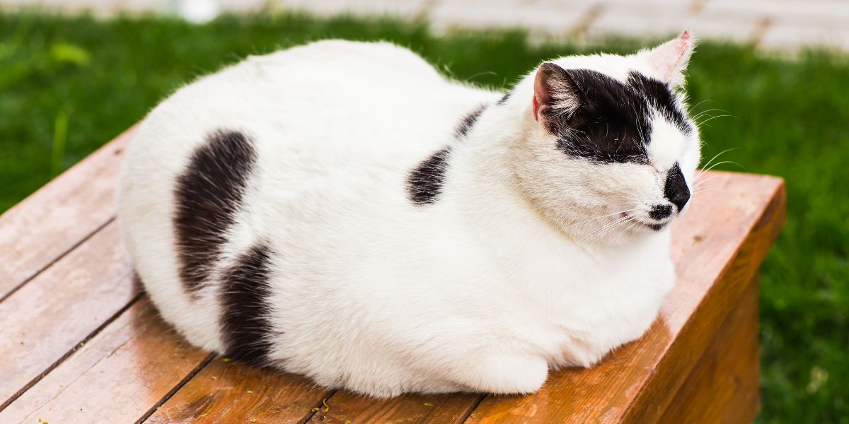 Why Do Cats Loaf?