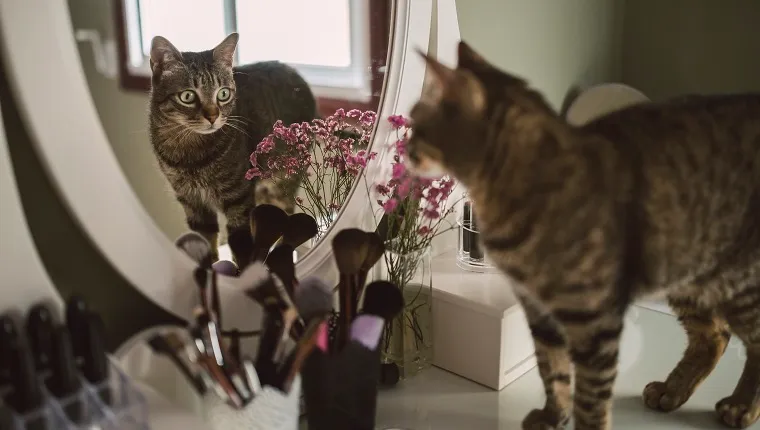 Do Cats Recognize Themselves in the Mirror? Here’s What the Science Says