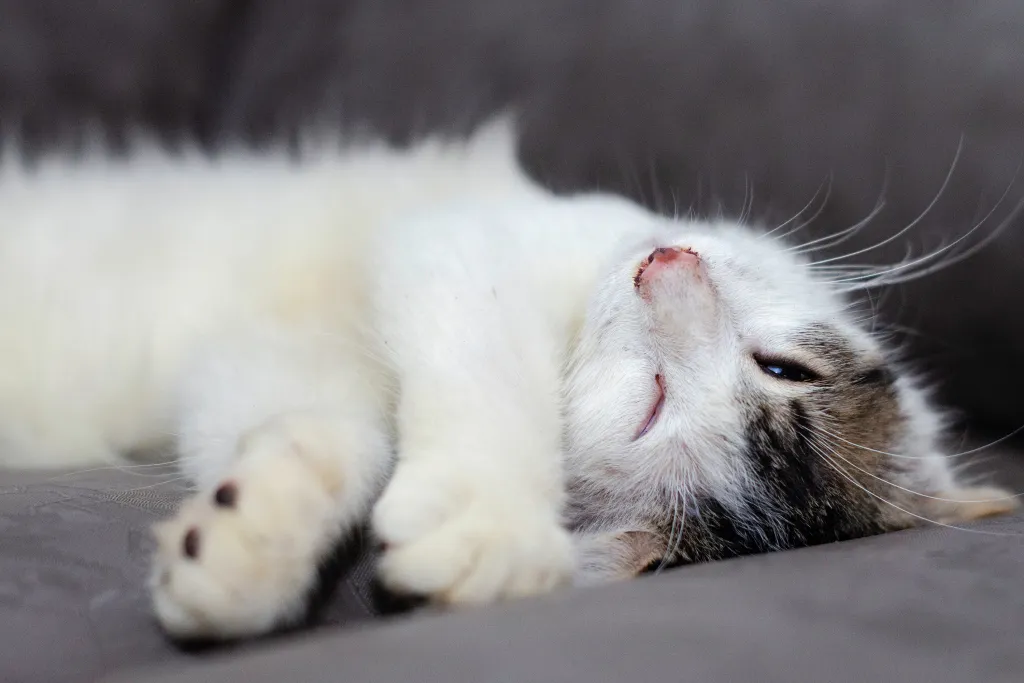 The strange reason cats sleep with their eyes open explained