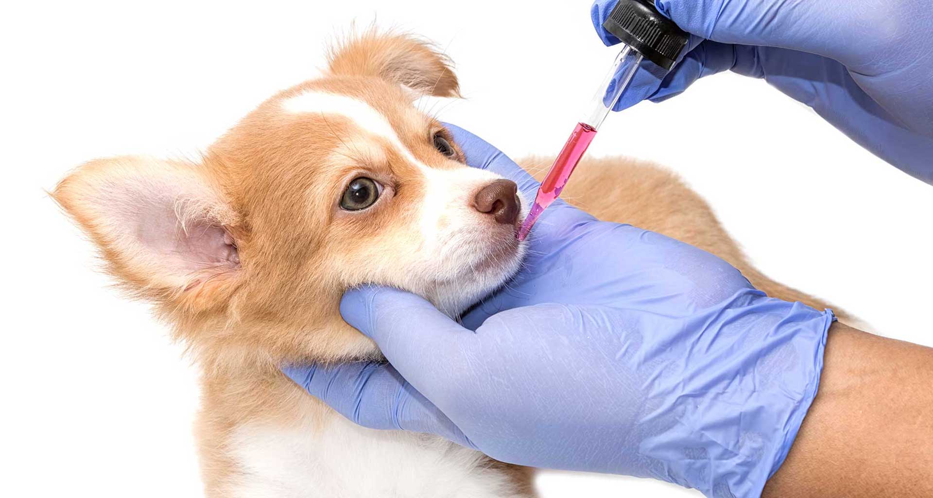 How To Treat Heartworms in Dogs