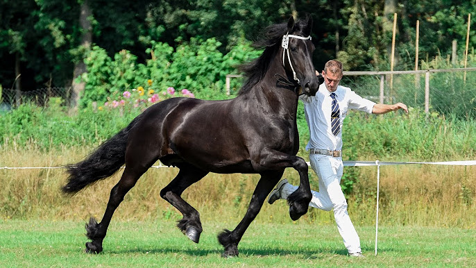 Friesian Horse