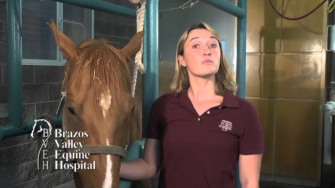 Mange in Horses: What It Is and How to Treat Your Horse