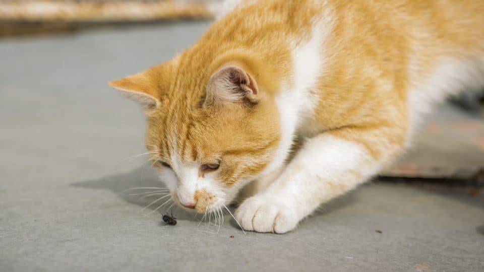 Why Do Cats Like Watching Bugs?