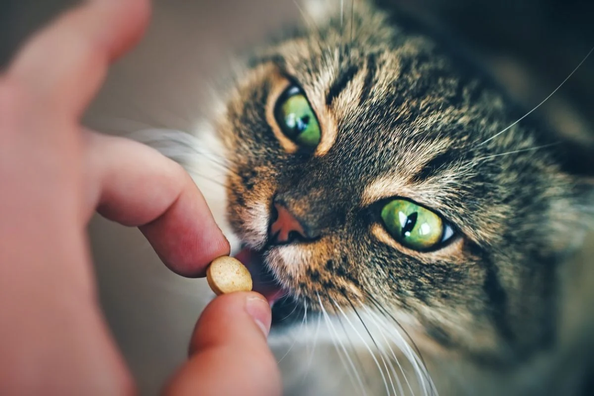 How To Give a Cat Liquid Medicine: A Step-By-Step Guide