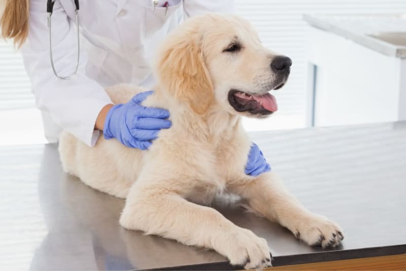 Hookworms in Dogs: Symptoms, Treatment, and How To Prevent Them