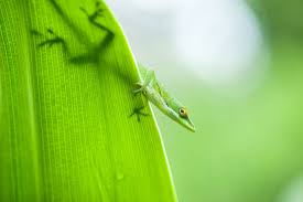 Pet Anole Care Sheet