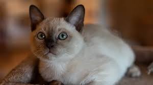 Tonkinese