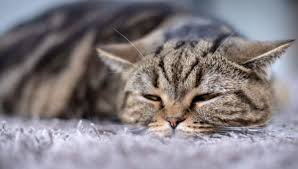 Ethylene Glycol Poisoning in Cats: What To Do if Your Cat Ingests Antifreeze