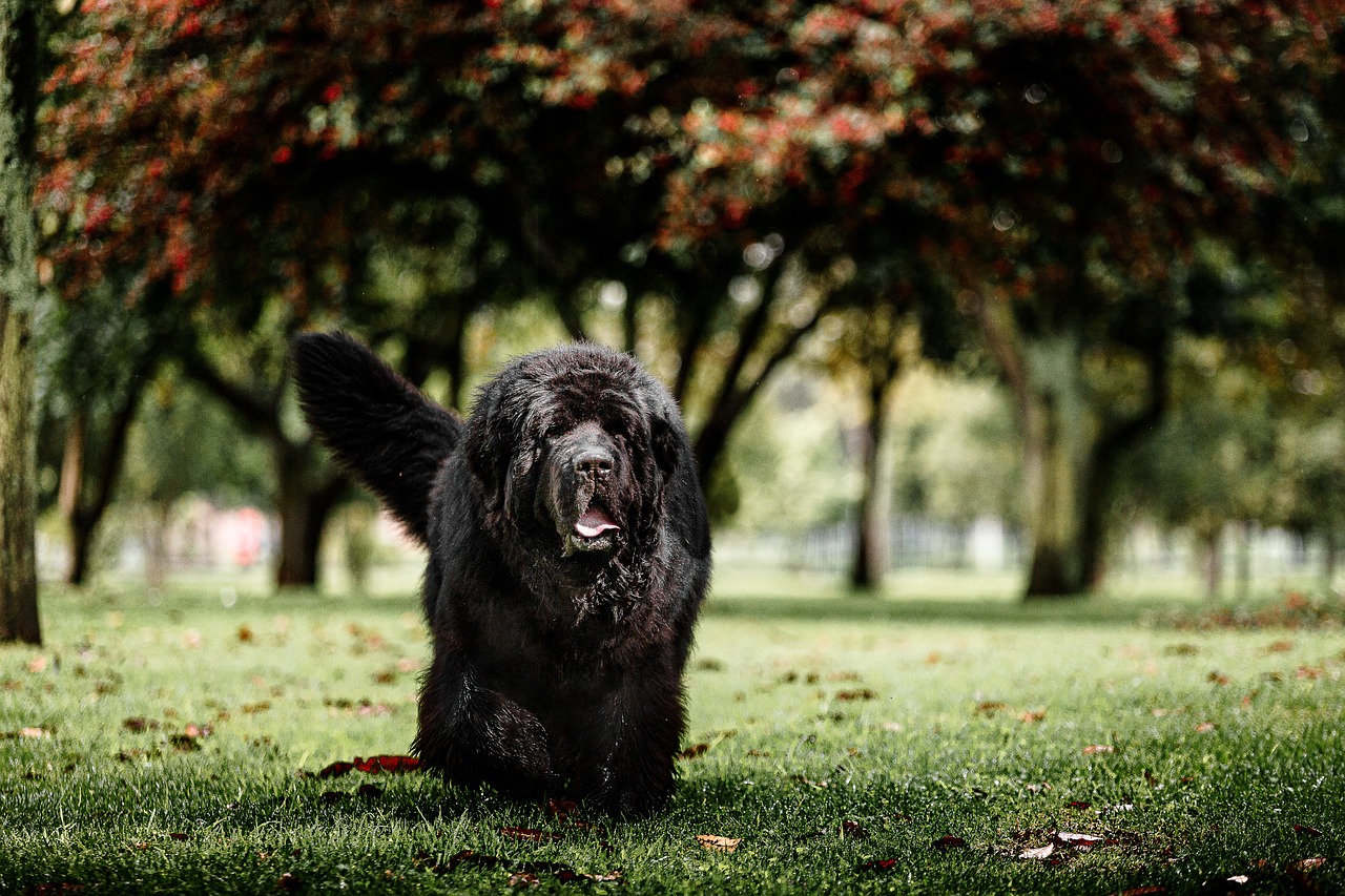 What dogs have webbed feet? These breeds were made for swimming