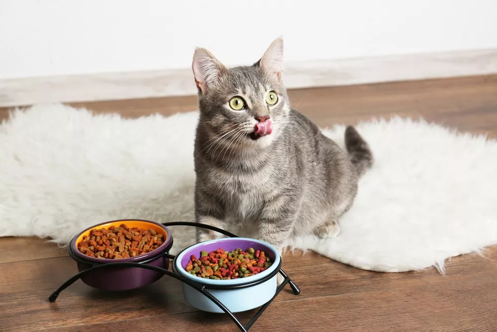 Why Is My Cat Always Hungry? Causes of a Hungry Cat and When To Worry