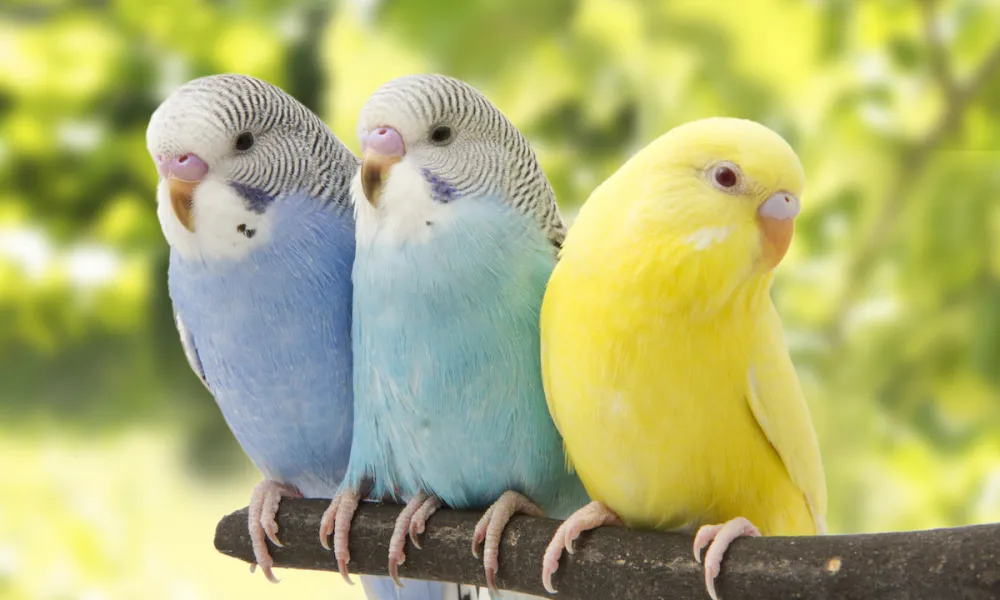 Budgies 101: How to take care of America’s favorite pet bird