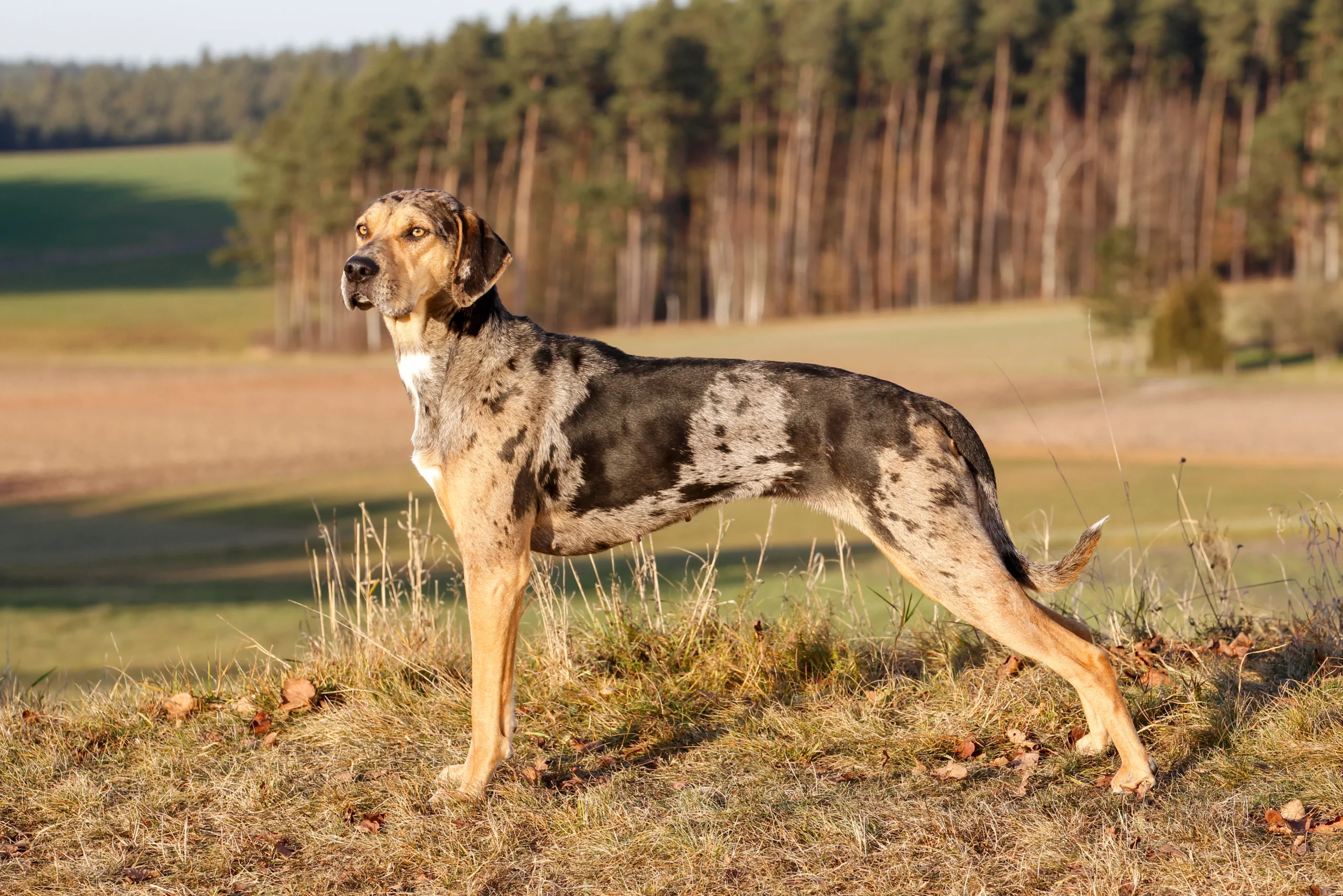 A Regal Companion: The Graceful Greyhound