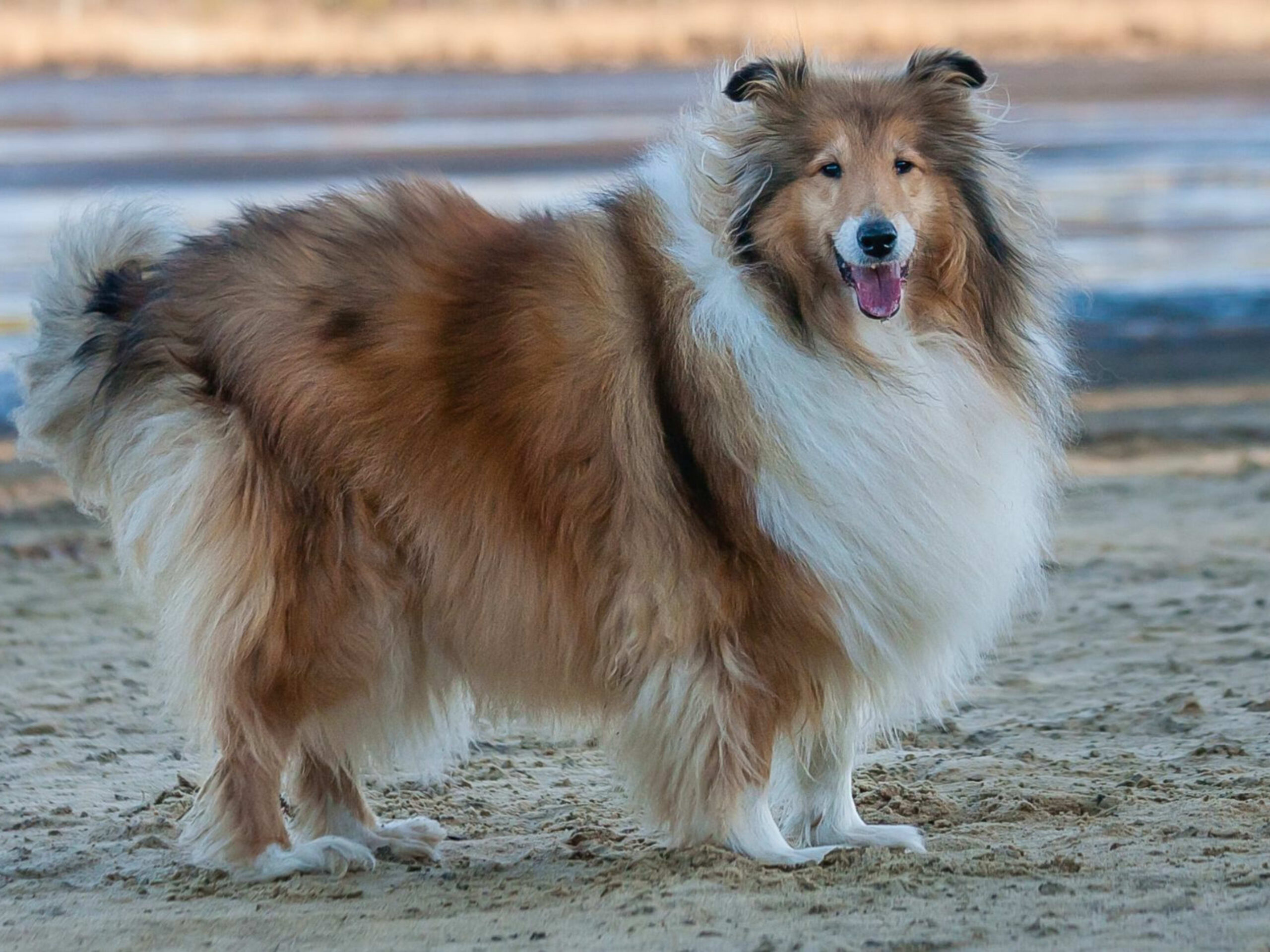 The Intelligent and Gentle Collie